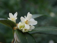Osmanthus × burkwoodii