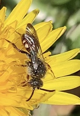 Nomada
