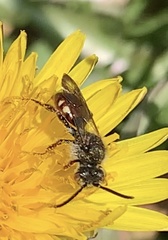 Nomada