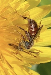 Nomada