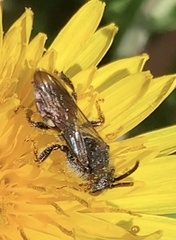 Nomada