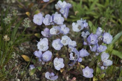 Phacelia divaricata