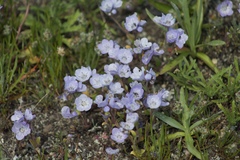 Phacelia divaricata