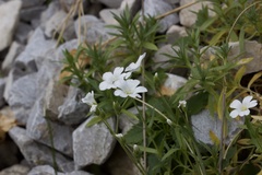 Cerastium gibraltaricum