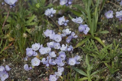 Phacelia divaricata