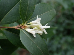 Osmanthus × burkwoodii