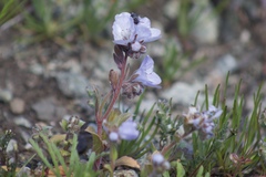 Phacelia divaricata