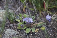 Phacelia divaricata