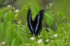 Papilio nireus