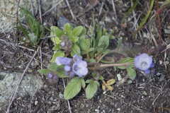 Phacelia divaricata