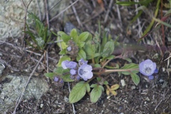 Phacelia divaricata