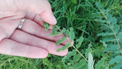 Eudiagogus episcopalis