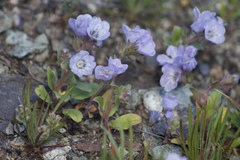 Phacelia divaricata