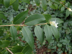 Osmanthus × burkwoodii