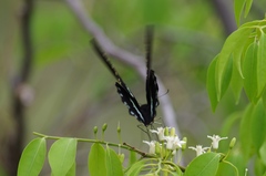 Papilio nireus