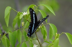 Papilio nireus