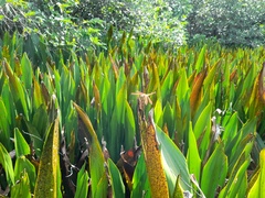 Brachythemis contaminata