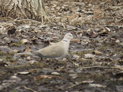 Streptopelia decaocto