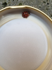Harmonia axyridis