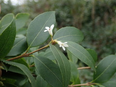 Osmanthus × burkwoodii