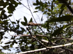 Brachydiplax sobrina