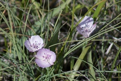 Calochortus umbellatus