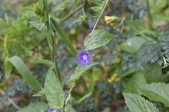 Convolvulus siculus