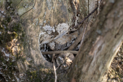 Fungi