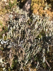 Cladonia macrophylla