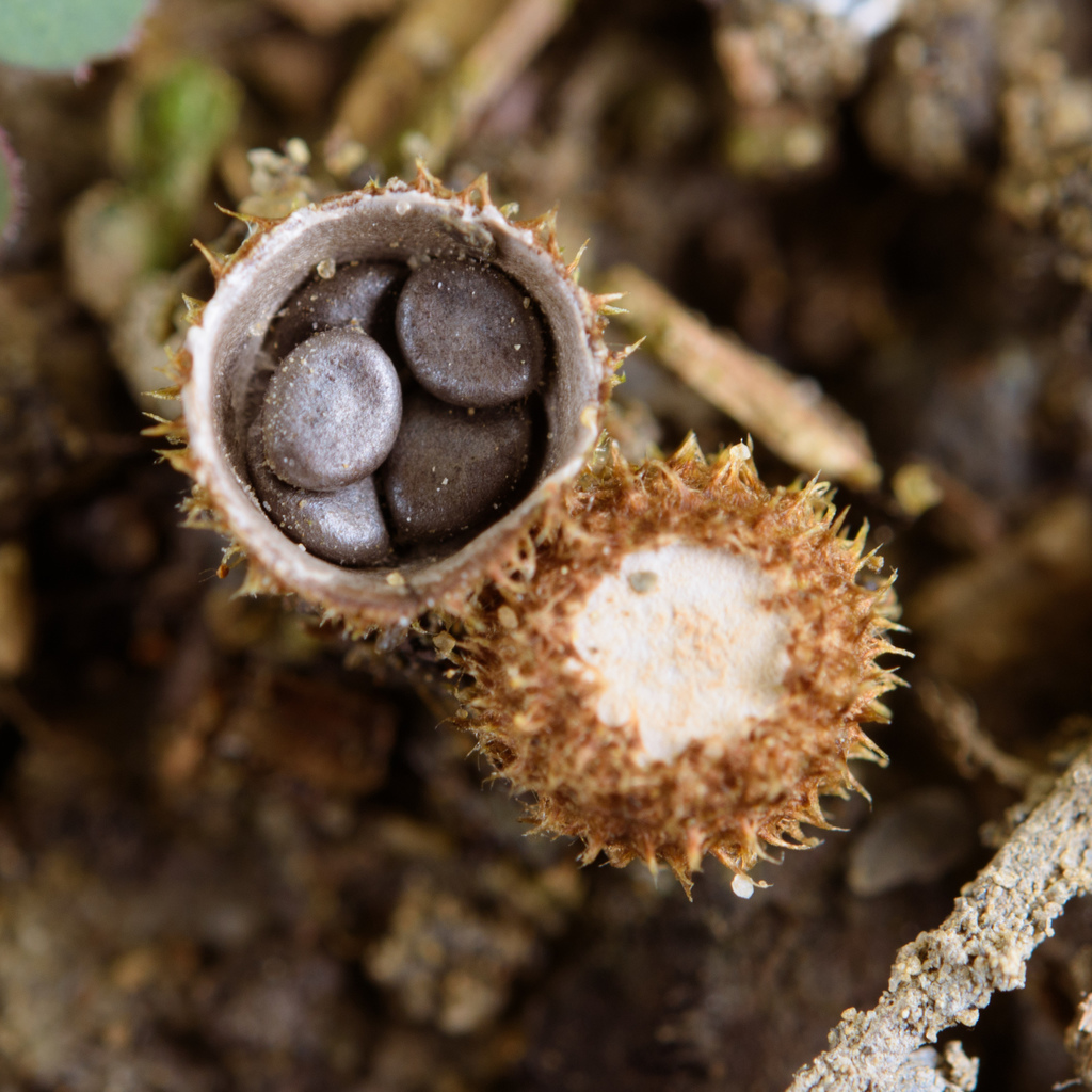 Cyathus stercoreus · April 2017 · photo: © mutolisp (iNaturalist, cc-by)