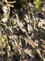 Cladonia macrophylla
