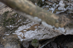 Fungi
