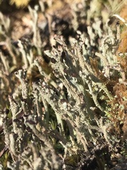 Cladonia macrophylla