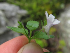 Nemesia macrocarpa