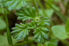 Coldenia procumbens