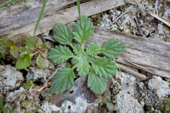 Coldenia procumbens