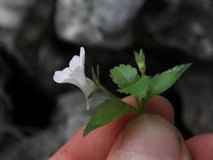 Nemesia macrocarpa