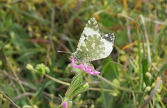 Euchloe tagis