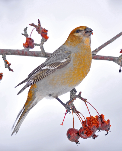Pine Grosbeak