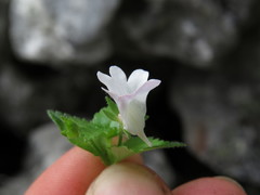Nemesia macrocarpa