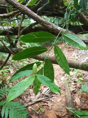 Heteropsis oblongifolia