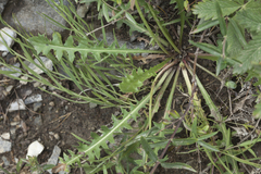 Taraxacum monochlamydeum