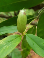 Heteropsis oblongifolia