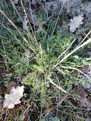 Erodium foetidum