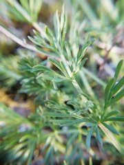 Erodium foetidum