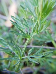 Erodium foetidum