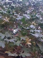 Malva occidentalis