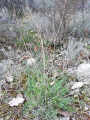 Erodium foetidum