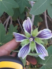 Malva occidentalis