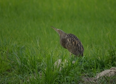 Botaurus pinnatus